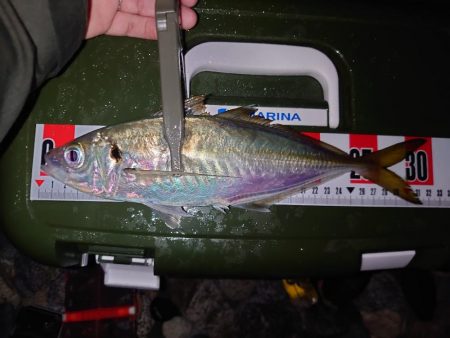 フロートアジング🎣