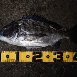 マダイ狙いのカゴ釣り🎣