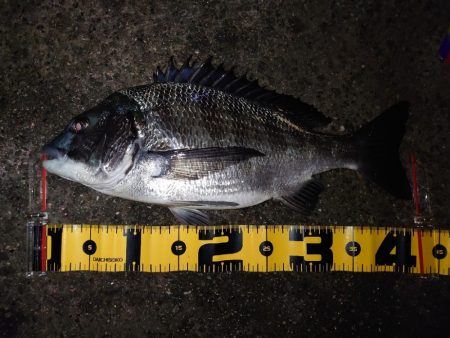 マダイ狙いのカゴ釣り🎣