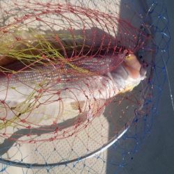 今年最後のボート釣り