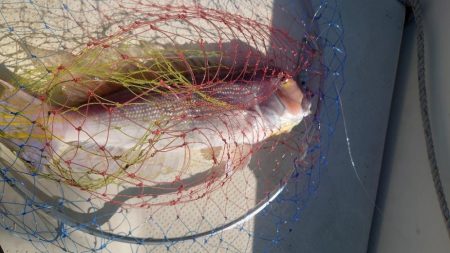 今年最後のボート釣り