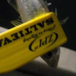 アジ探し＠大阪南