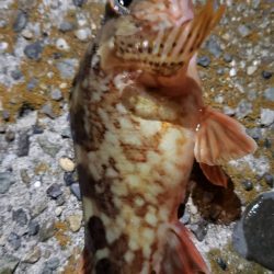 アジ探し@淡路島①