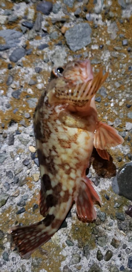 アジ探し@淡路島①