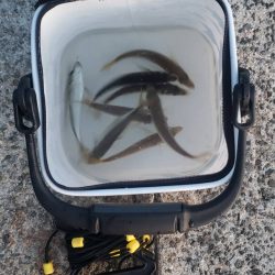 アジ探し@淡路島③