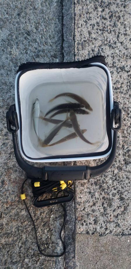 アジ探し@淡路島③