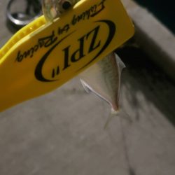 アジ探し@岸和田