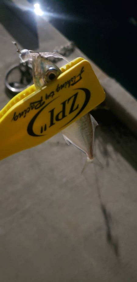 アジ探し@岸和田