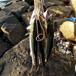 サゴシ祭りも終わりっぽいです。