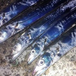 アジとタチウオ