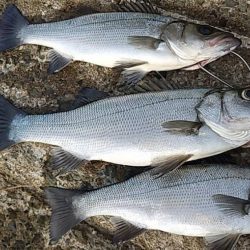 シーバス、今回も好調。