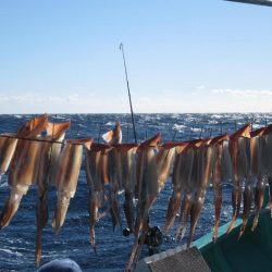 するめいか　10杯～52杯～54杯