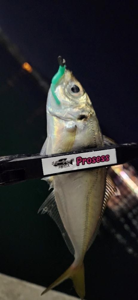 ご近所アジング