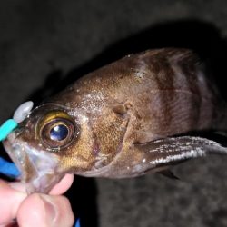 淡路島ライトフィッシング