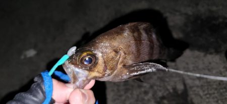 淡路島ライトフィッシング