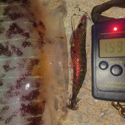 キロアップIN対馬