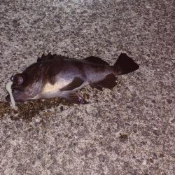 アジング@淡路島②