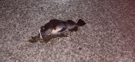 アジング@淡路島②