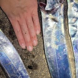 ついに待望のサイズアップ