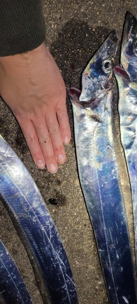 ついに待望のサイズアップ