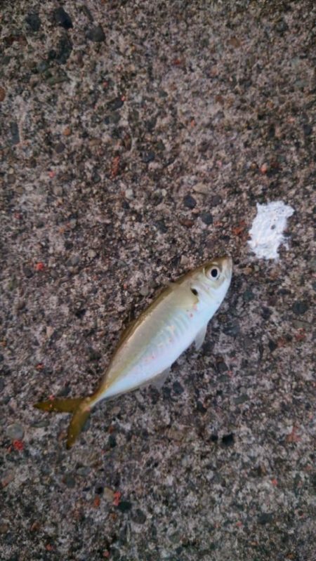 ツイてなかった