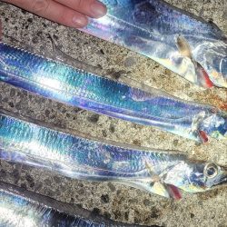 おいでませ指4本