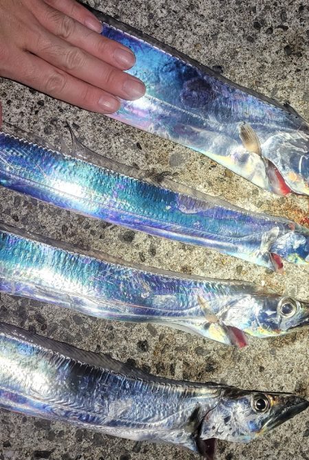 おいでませ指4本