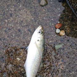 雨、大潮、朝マズメ　そして　良型