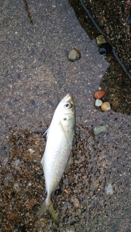 雨、大潮、朝マズメ　そして　良型