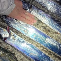 見頃の流星群、釣り頃のタチウオ