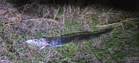 春と秋のコラボ