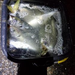 アジング 好釣果で良型多数