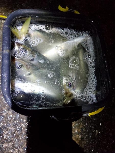 アジング 好釣果で良型多数