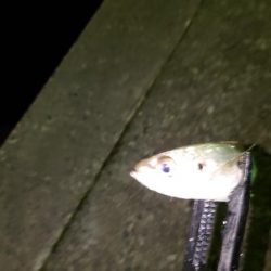 活性が低くなったようです。