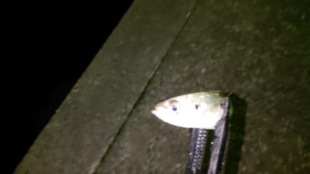 活性が低くなったようです。