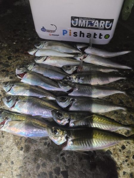 カゴサビキ師の隣にて🙆