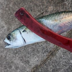 アジング　外道がたくさん