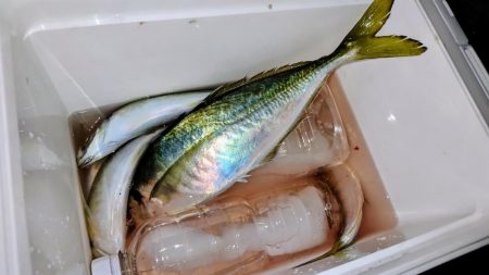 アジング釣行
