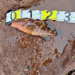 青物＆シーバス