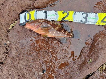 青物＆シーバス