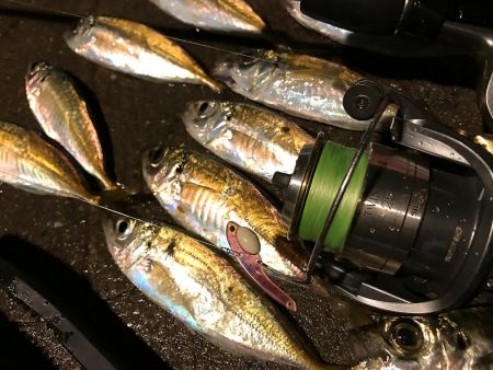 気合を入れてアジングに