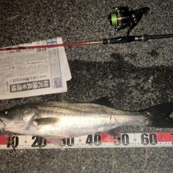 釣り納め 今季70本目