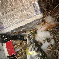 スノーシーバス