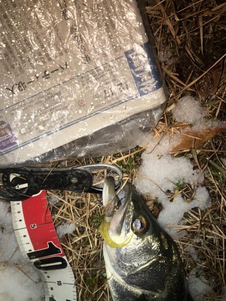 スノーシーバス