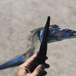 デイ太刀魚爆沸き継続中!