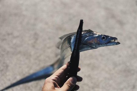 デイ太刀魚爆沸き継続中!