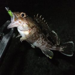 中アジを探して