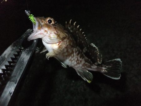 中アジを探して