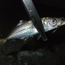 少し渋くなってきました