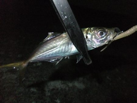 少し渋くなってきました